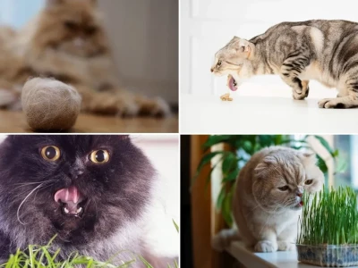 Mèo Nôn Ra Búi Lông Nguyên Nhân Và Cách Xử Lý Hiệu Quả