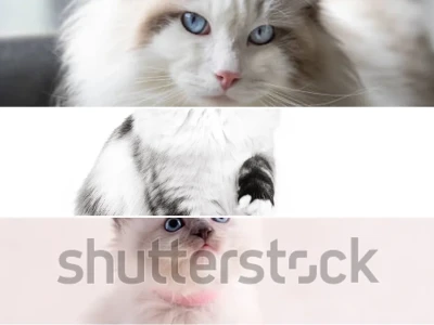 Mèo Ragdoll Đường Ruột Yếu Nguyên Nhân Triệu Chứng và Cách Điều Trị