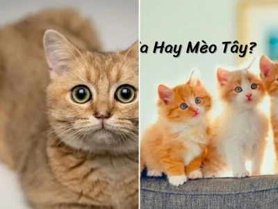 Mèo Tây Lai Mèo Ta Ăn Gì Cẩm Nang Dinh Dưỡng Toàn Diện