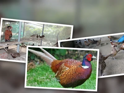 Mô hình nuôi chim trĩ đỏ mang lại lợi nhuận cao