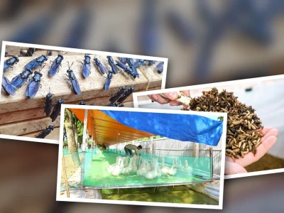 Mô Hình Nuôi Ruồi Lính Đen Kết Hợp Hiệu Quả Kinh Tế
