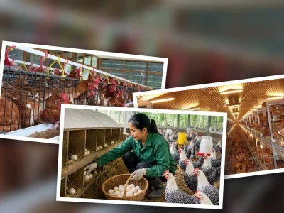 Nuôi gà siêu trứng nhốt lồng Hiệu quả Kinh tế Cao 2026