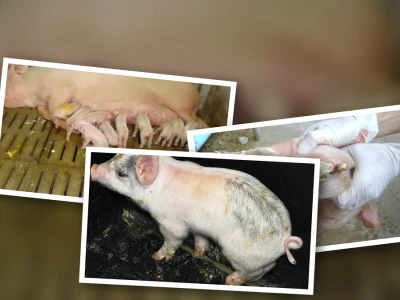 Phân tích Chuyên sâu Lợn con bị tiêu chảy và Giải pháp Phòng bệnh