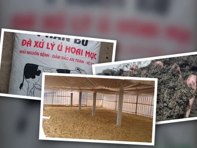 Phân trâu bò ướt trát chuồng gà Loại Nào Tốt Hơn Cho Cây Trồng