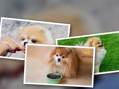 Phốc Sóc Ăn Gì Để Đẹp Lông Tự Nhiên Và Óng Mượt