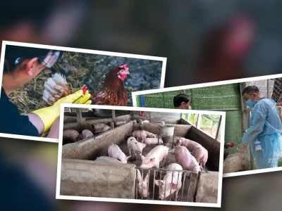 Phòng bệnh gia cầm mùa mưa hiệu quả và an toàn