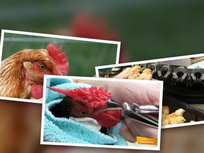 Quy Trình Kỹ Thuật Cắt Mỏ Gà Chuẩn Xác Cho Gia Cầm