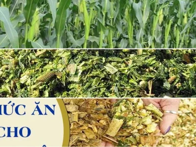 Quy Trình Ủ Chua Thân Cây Ngô Làm Thức Ăn Cho Gia Súc