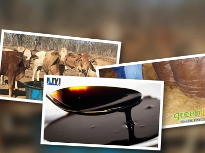 Rỉ Mật Đường Chăn Nuôi Lợi Ích và Ứng Dụng Hiệu Quả