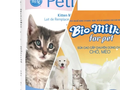 Sữa cho Mèo Sơ Sinh Lựa Chọn Tốt Nhất Cho Sự Phát Triển Toàn Diện