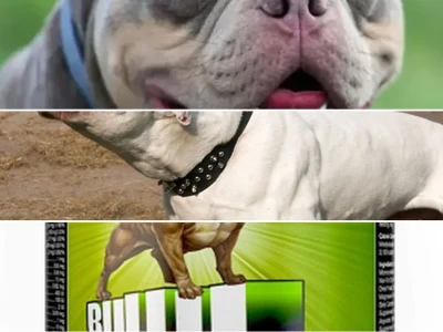 Tăng Cơ Cho Chó Pitbull Bí Quyết Sở Hữu Thân Hình Vạm Vỡ