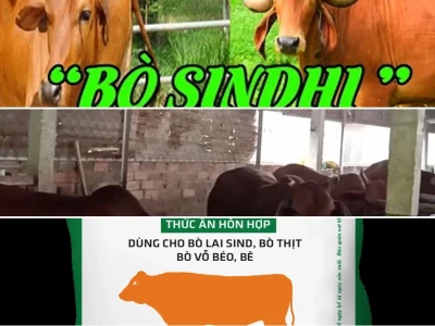 Thức ăn cho bò lai Sind Nuôi vỗ béo hiệu quả năm 2026