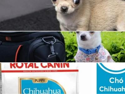 Thức ăn cho chó Chihuahua Bí quyết Dinh dưỡng Toàn diện 2026
