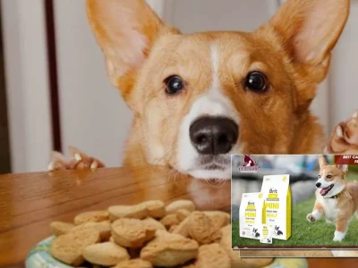 Thức ăn cho chó Corgi Dinh Dưỡng Khoa Học Cho Cún Yêu