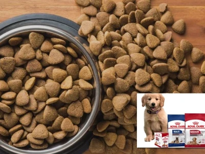 Thức ăn cho chó già Chuyên gia chia sẻ kinh nghiệm chăm sóc