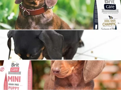 Thức ăn cho chó Lạp Xưởng Tối ưu Dinh dưỡng và Sức khỏe
