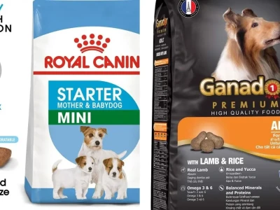 Thức ăn cho chó mẹ sau sinh Bồi bổ phục hồi nhanh chóng
