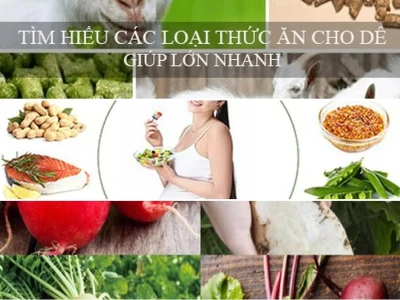 Thức ăn cho dê cái mang thai Dinh Dưỡng Thiết Yếu 2026