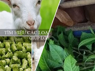 Thức ăn cho dê núi Dinh dưỡng tối ưu cho sự phát triển khỏe mạnh