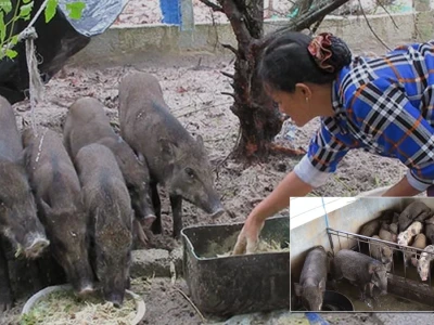 Thức ăn cho lợn rừng lai Chuyên gia Chia sẻ Kinh nghiệm Nuôi