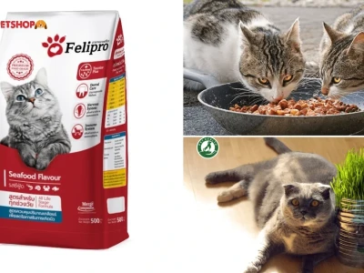 Thức ăn cho mèo bị FIP và cách chăm sóc hiệu quả