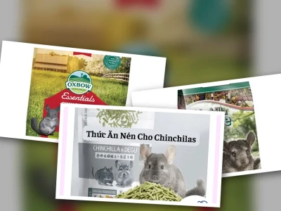 Thức ăn cho mèo Chinchilla Bí quyết chăm sóc mèo quý tộc
