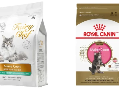 Thức ăn cho mèo Maine Coon Dinh dưỡng tối ưu cho giống mèo khổng lồ