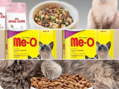 Thức ăn cho mèo Xiêm Dinh dưỡng và Chăm sóc Toàn diện