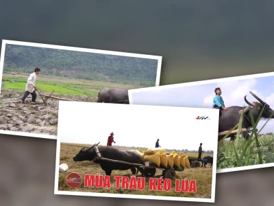 Thức ăn cho trâu cày kéo Chế biến và Dinh dưỡng Tối ưu 2026