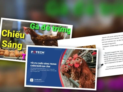 Tối Ưu Lịch Chiếu Sáng Cho Gà Đẻ Nâng Cao Năng Suất 2026