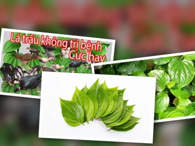 Trị Hen Gà Bằng Lá Trầu Không Phương Pháp Dân Gian Hiệu Quả