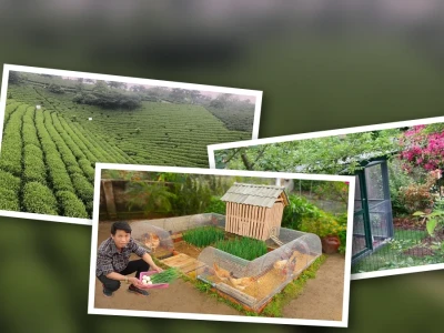 Trồng Cây Che Mát Chuồng Gà Tối Ưu Lợi Ích Toàn Diện