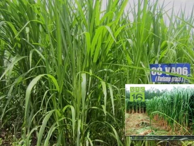 Trồng cỏ VA06 Hướng dẫn chi tiết kỹ thuật và chăm sóc