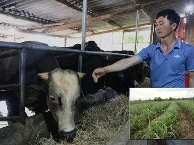Trồng Cỏ Voi Nuôi Bò Năng Suất Cao Cho Chăn Nuôi Bền Vững