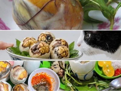 Trứng Vịt Lộn Cho Mèo Lợi Ích Và Lưu Ý Quan Trọng