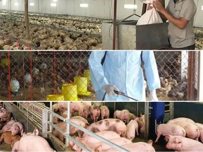Xử lý mùi hôi chuồng trại hiệu quả bằng các giải pháp tối ưu